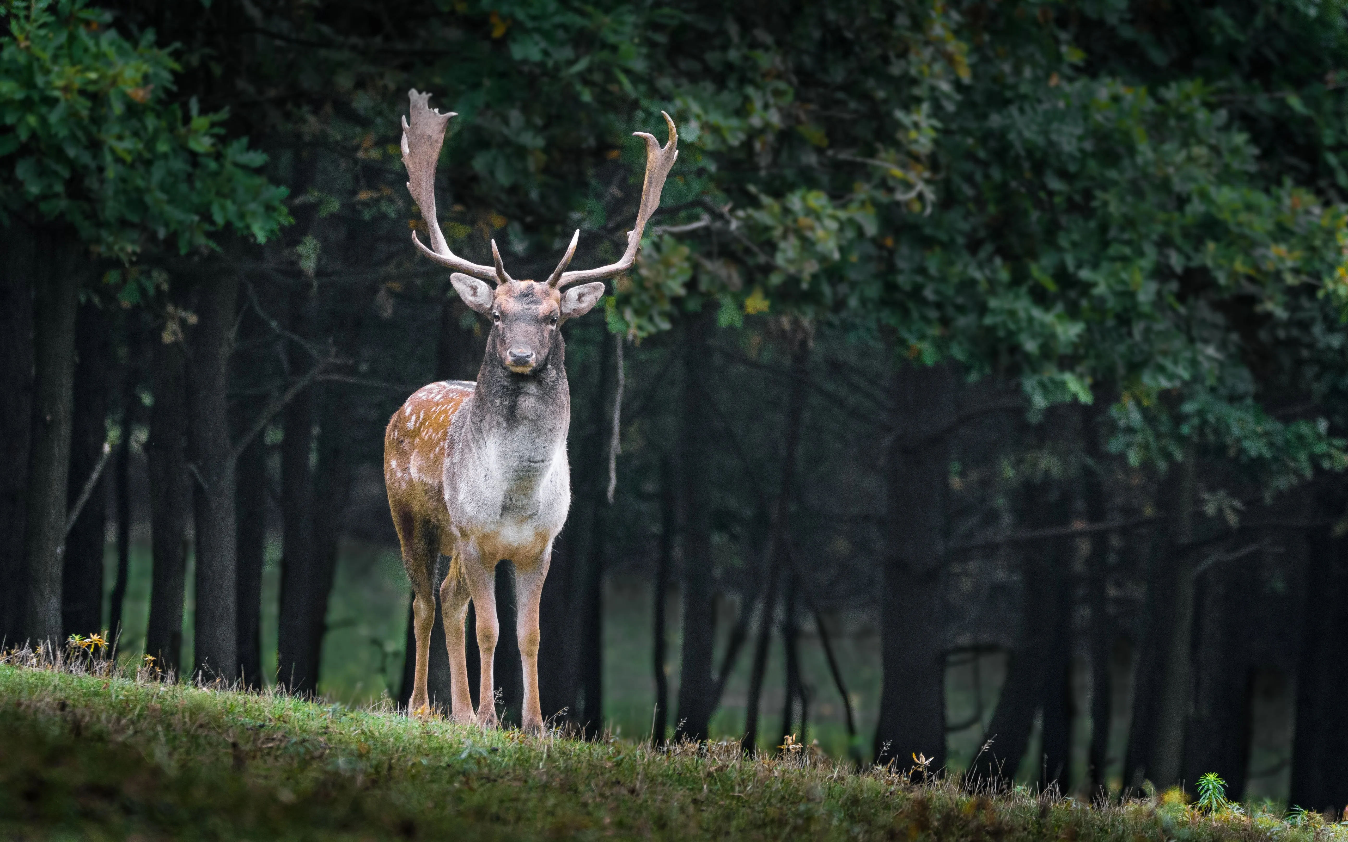 Damhirsch (Schaufler) auf Waldlichtung am Übergang zur Abenddämmerung, typische Reviersituation im Mischwald